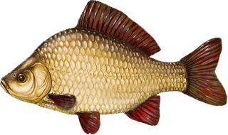 Живой карась опт